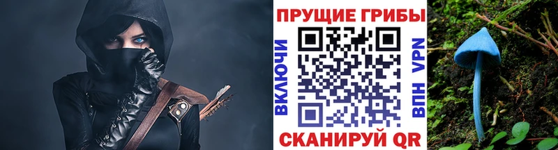 kraken вход Болотное Псилоцибиновые грибы Magic Shrooms закладка